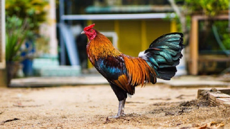 Giai đoạn vỗ béo cho gà chiến